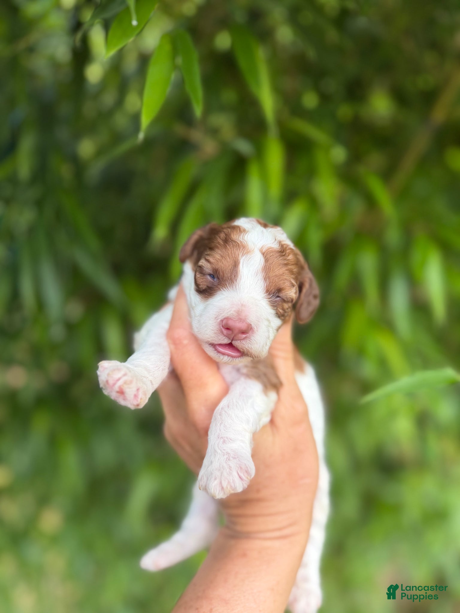 Cockapoo dogs Cockapoo Puppy 3 - Ad 11