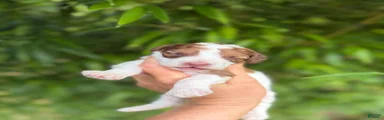 Cockapoo Puppy 3