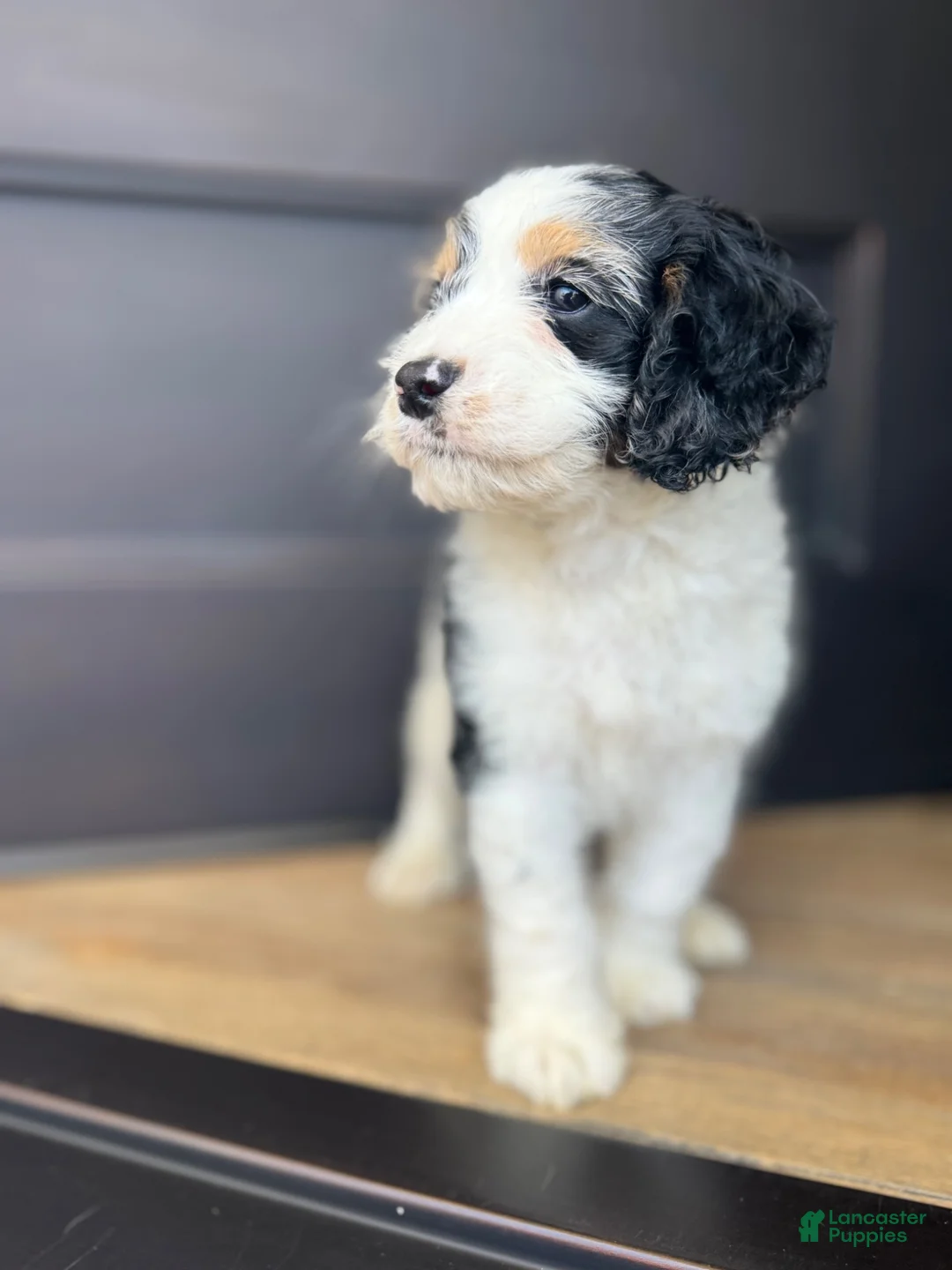 Cockapoo dogs for sale: Pal - Ad 1