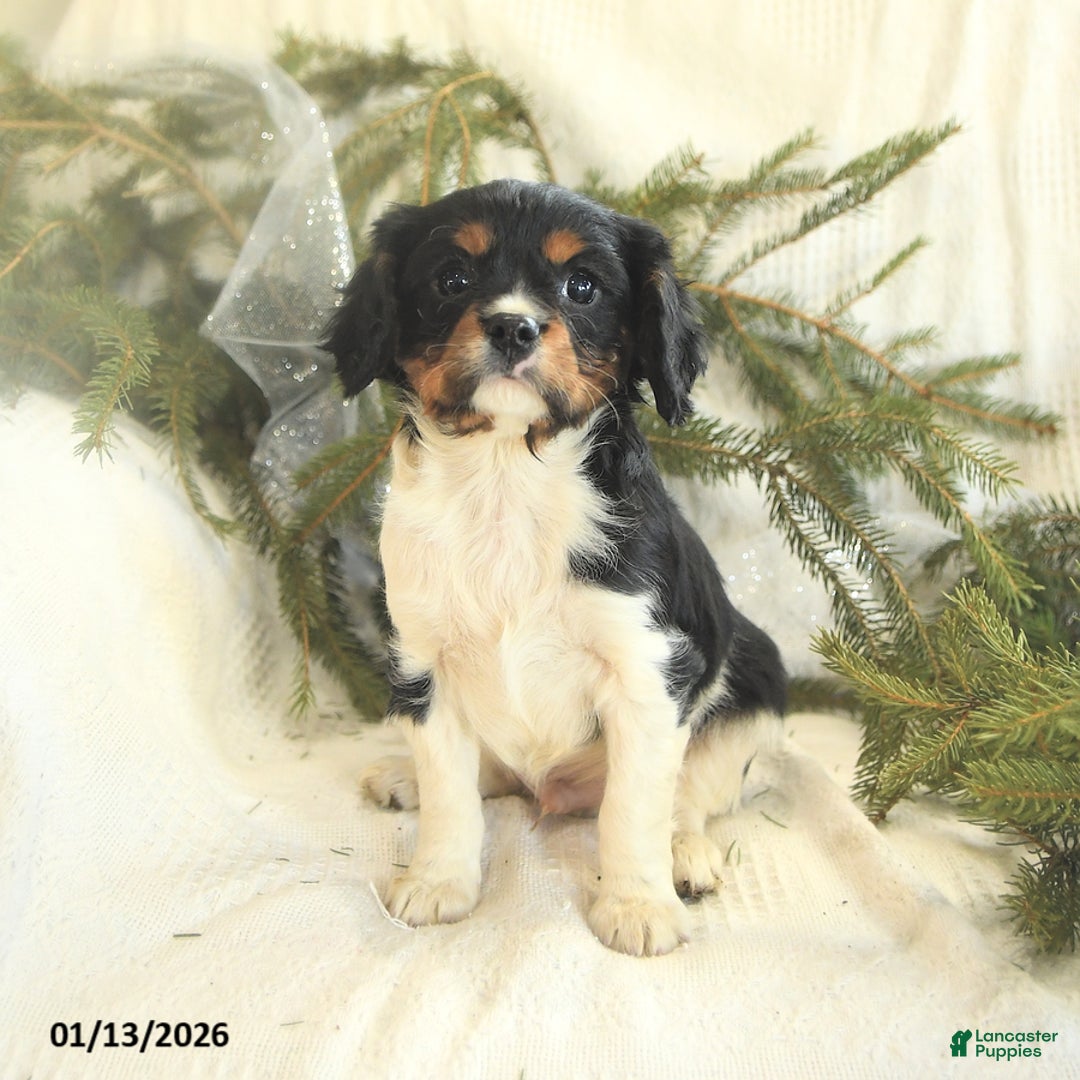Cavalier King Charles Spaniel dogs for sale: Taleo - Ad 1