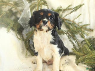 Cavalier King Charles Spaniel dogs Taleo - Ad 26