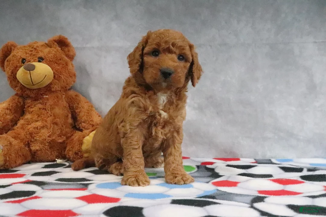 Mini Goldendoodle dogs for sale: Carla - Ad 10