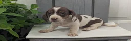 Miniature Dachshund dogs for sale: Moby - Ad 6