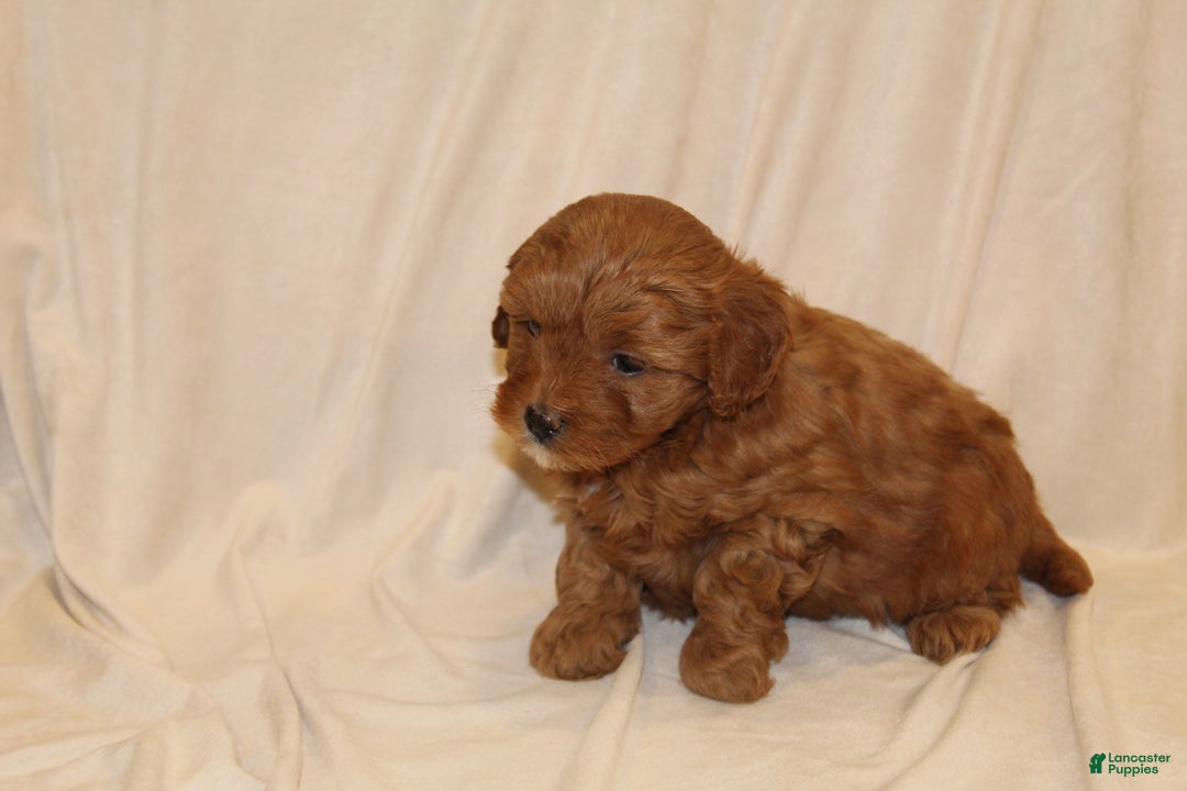 Cavapoo dogs for sale: Cinnamon - Ad 3