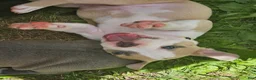 American Pit Bull Terrier dogs for sale: Zelda  - Ad 4