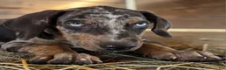 Catahoula Leopard Dog dogs for sale: Tigger 2026 Male 1 - Ad 12