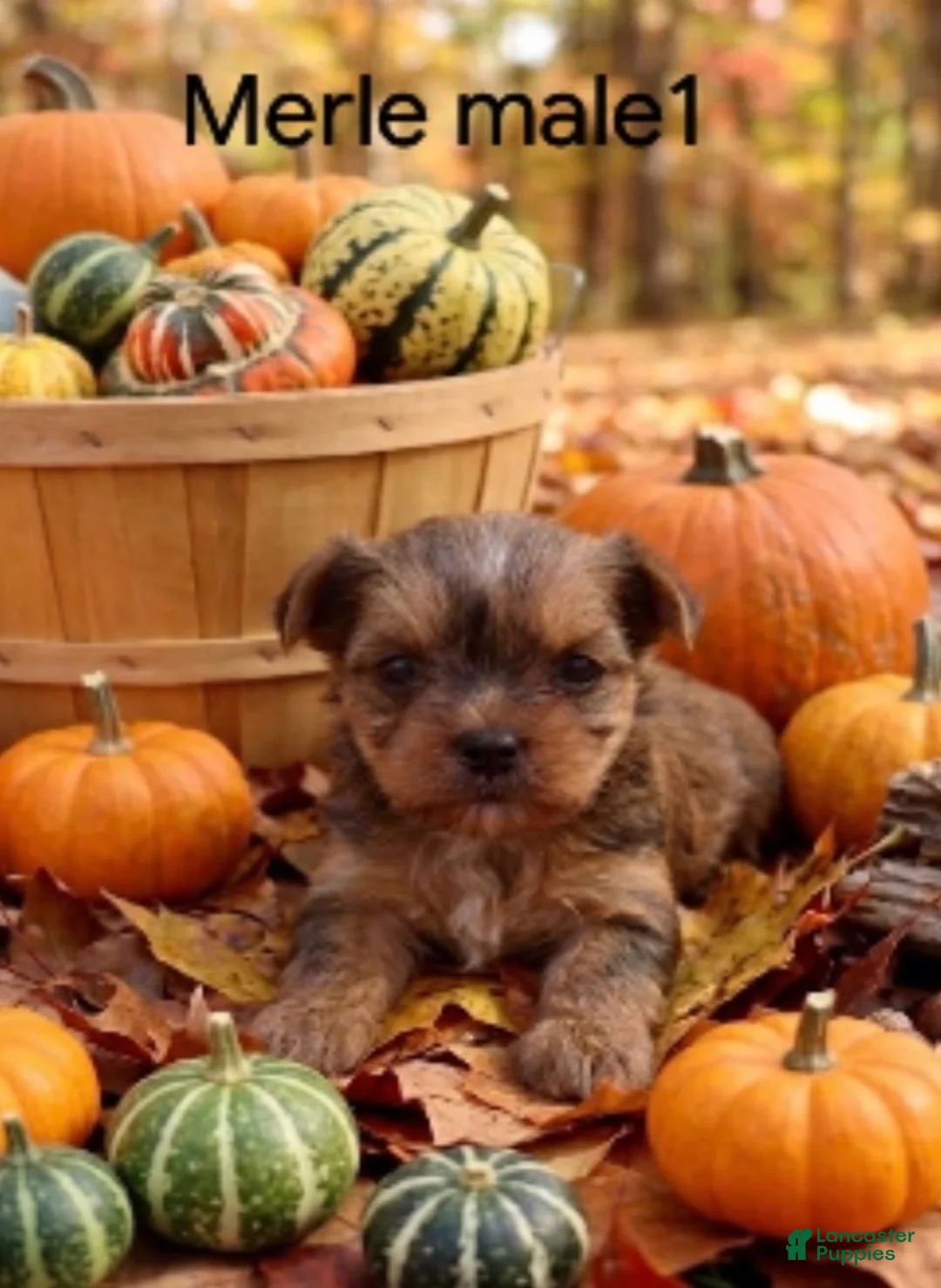 Yorkshire Terrier dogs for sale: Merle male 1 - Ad 8