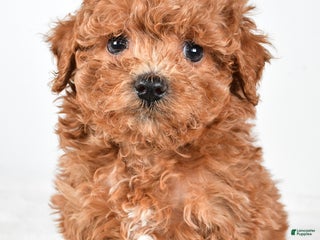Havapoo dogs - Ad 41