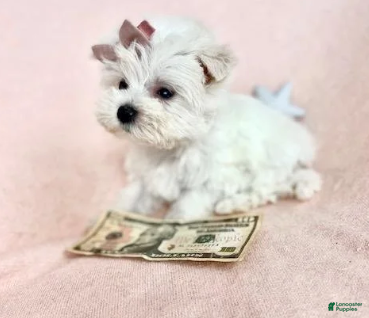Maltese dogs for sale: Teacup Maltese 1 - Ad 1