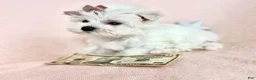 Maltese dogs for sale: Teacup Maltese 1 - Ad 1