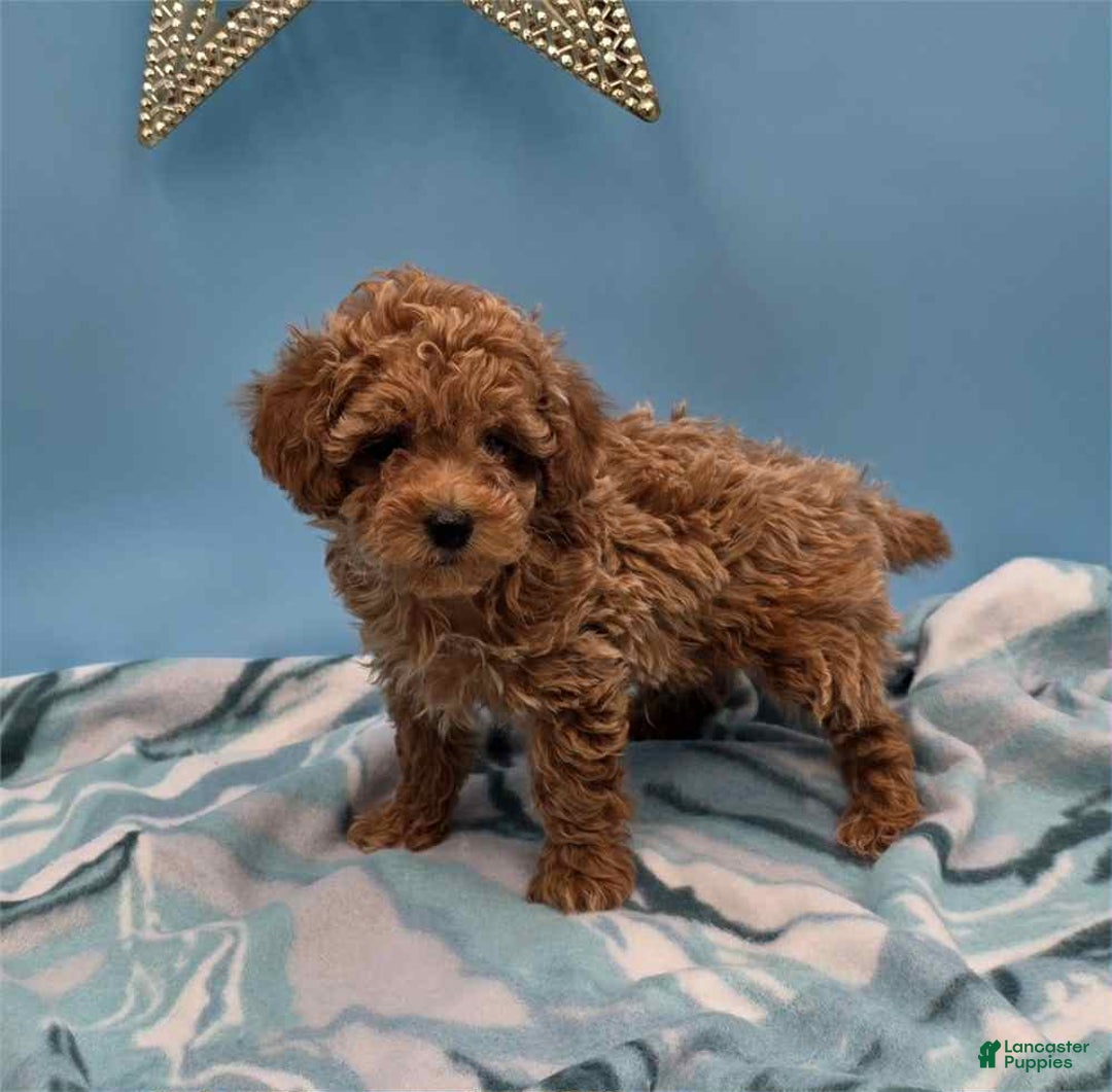 Toy Poodle dogs for sale: Red - Ad 1