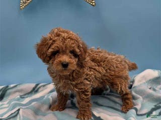 Toy Poodle dogs Red - Ad 33