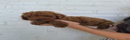 Mini Goldendoodle dogs for sale: Coby - Ad 3