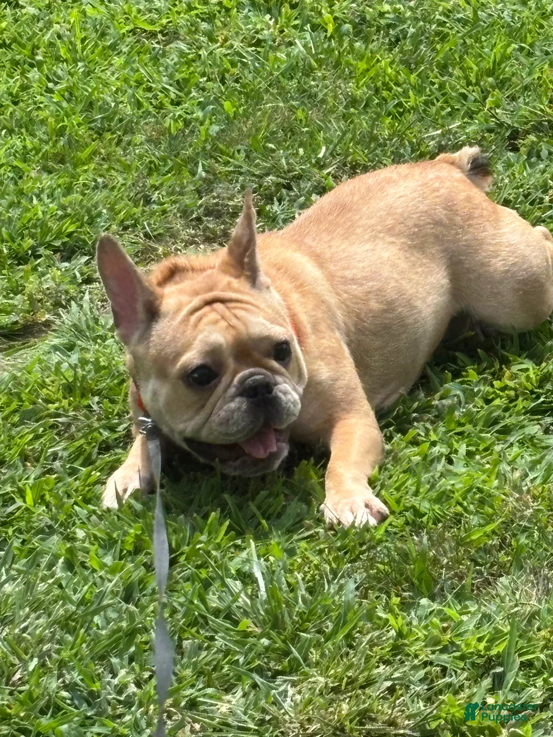 French Bulldog dogs for sale: French Bulldog 1 - Ad 2
