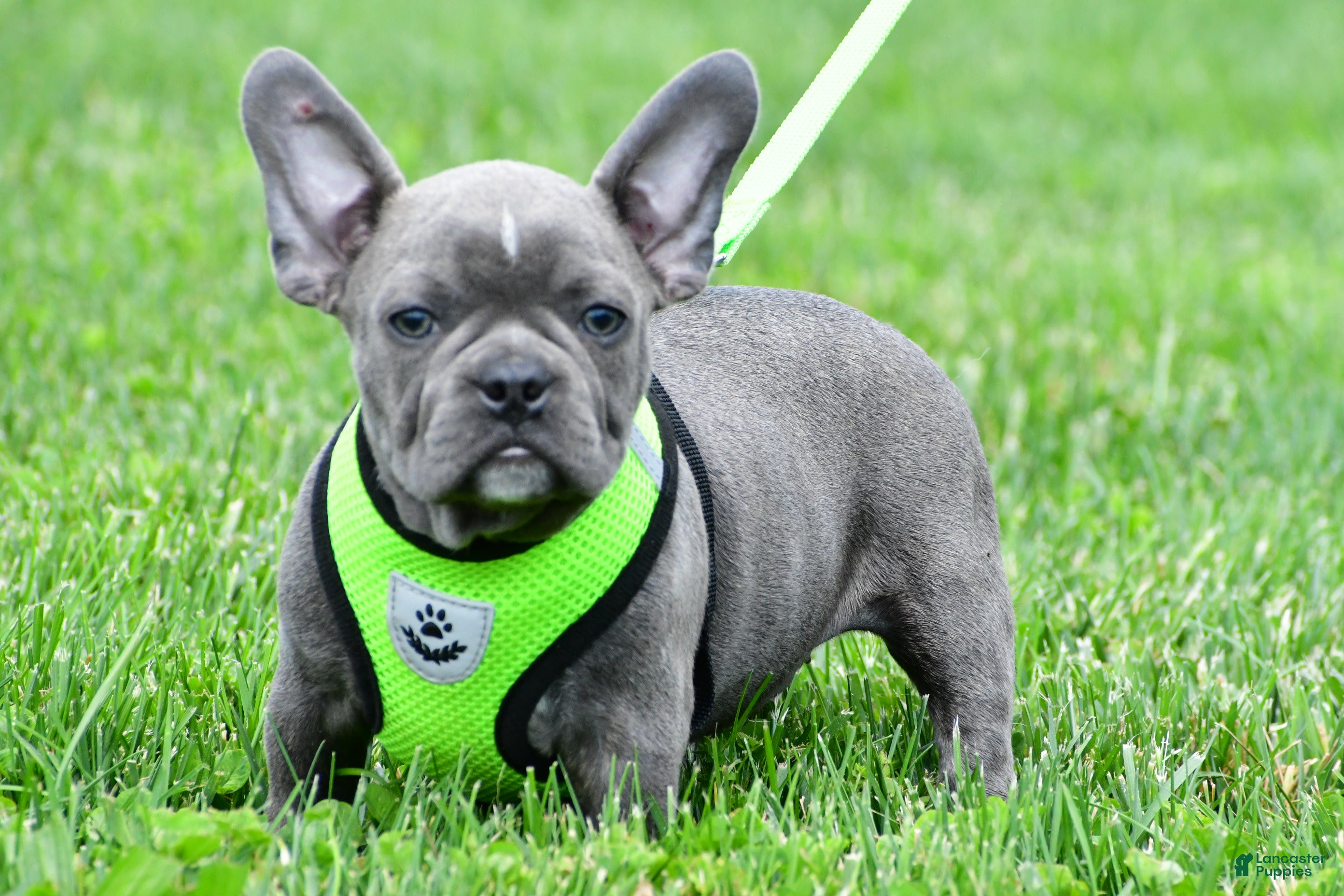 Mixed Breed dogs Freddy - Ad 1