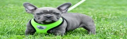 Mixed Breed dogs for sale: Freddy - Ad 1
