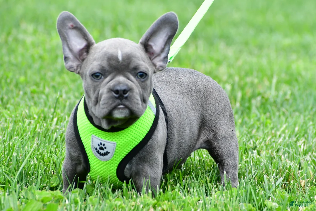 Mixed Breed dogs for sale: Freddy - Ad 1