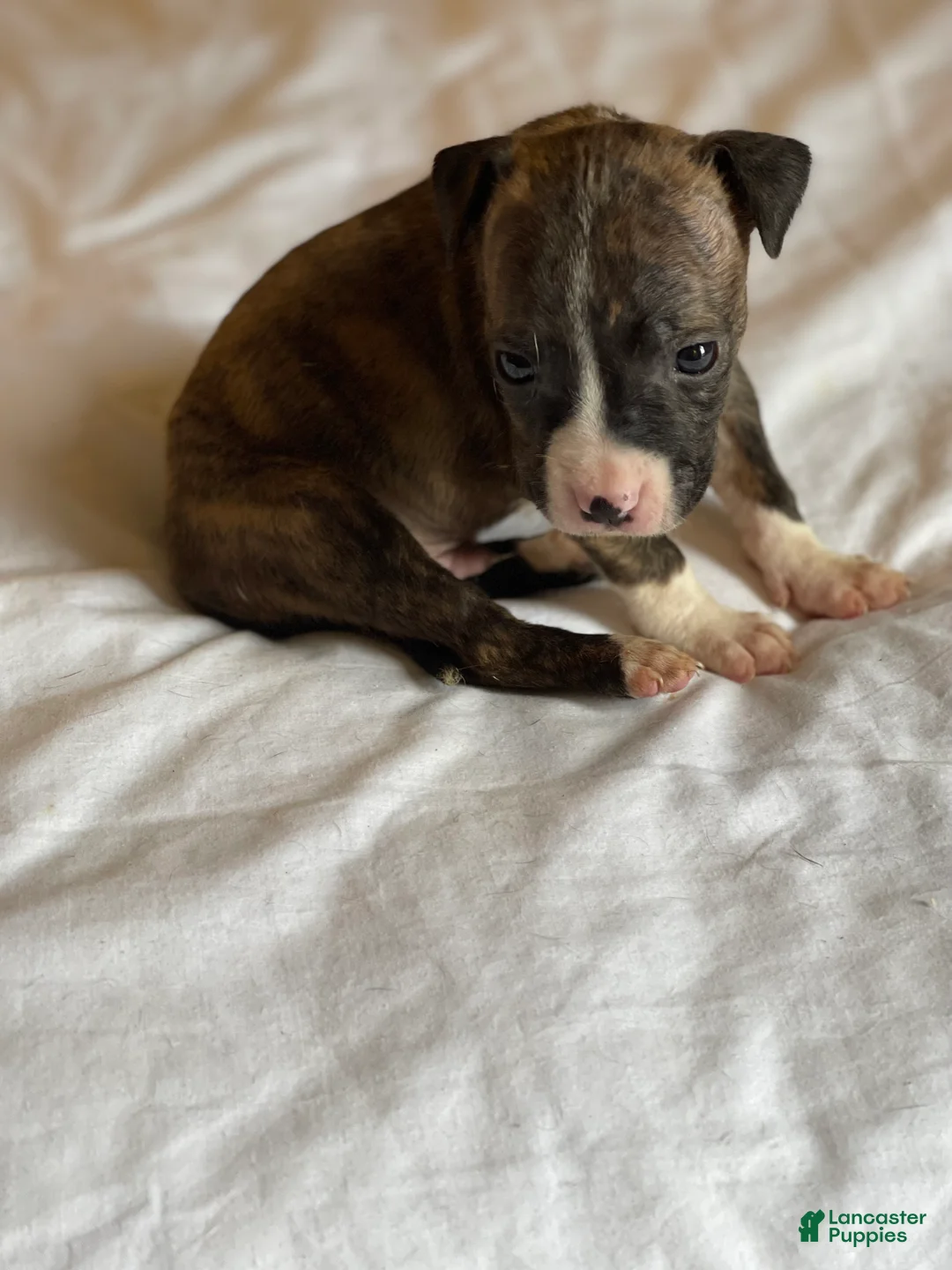 American Pit Bull Terrier dogs for sale: American Pit Bull Terrier Puppy 1 - Ad 5