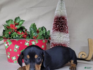 Miniature Dachshund dogs AKC Thor - Ad 35