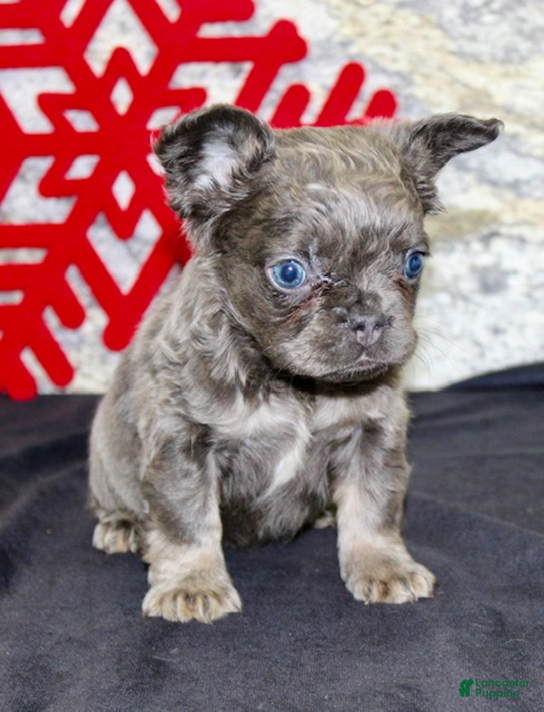French Bulldog dogs for sale: Carla - Ad 3