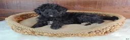 Bernedoodle dogs for sale: Cinder - Ad 4