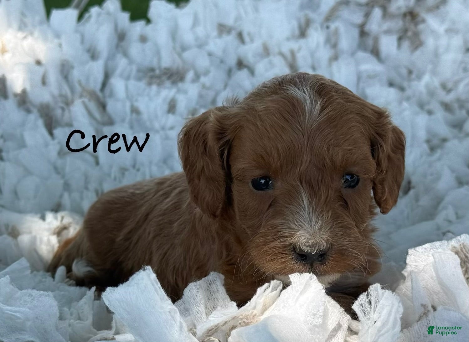Cavapoo dogs Crew - Ad 1