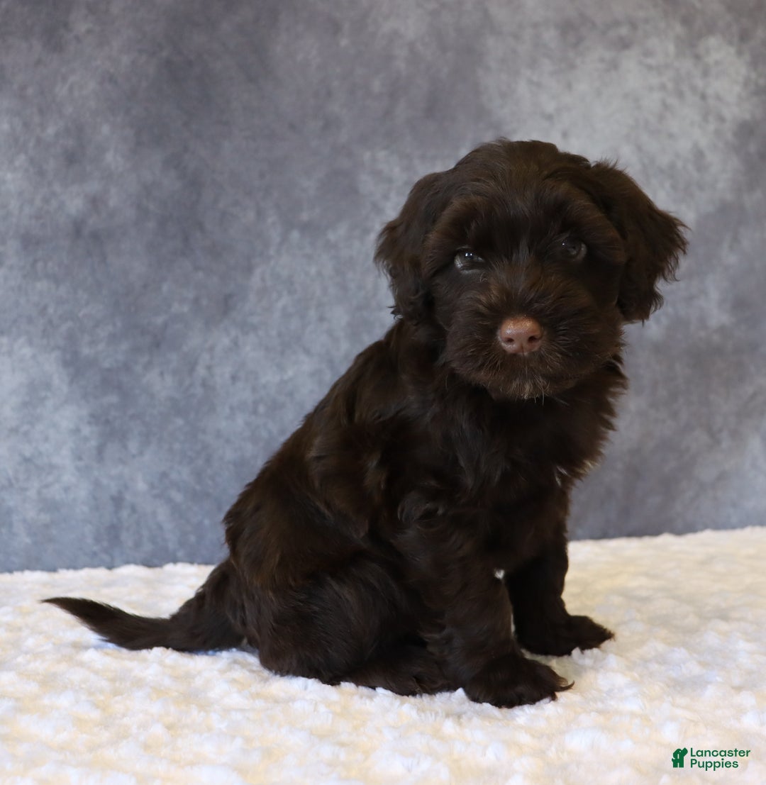 Portuguese Water Dog dogs for sale: Teddy - Ad 1