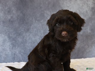 Portuguese Water Dog dogs Teddy - Ad 38