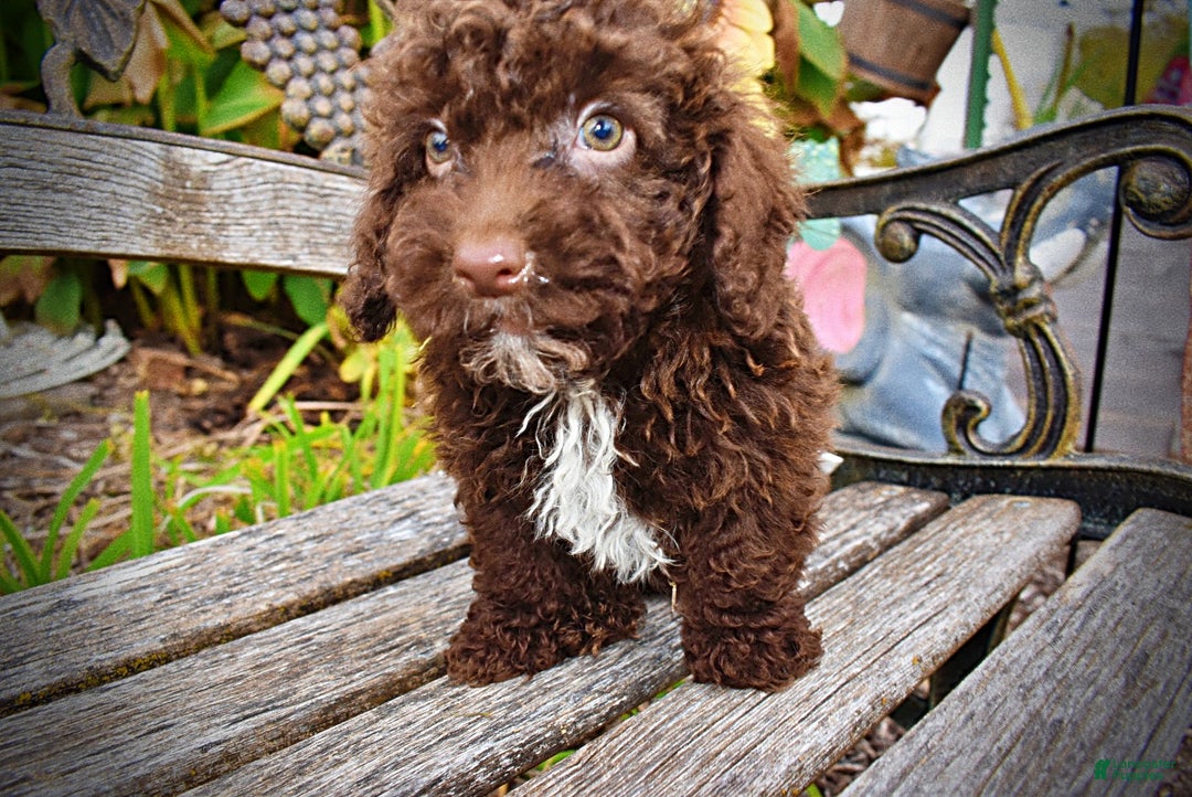 Havapoo dogs for sale: Muppet - Ad 5