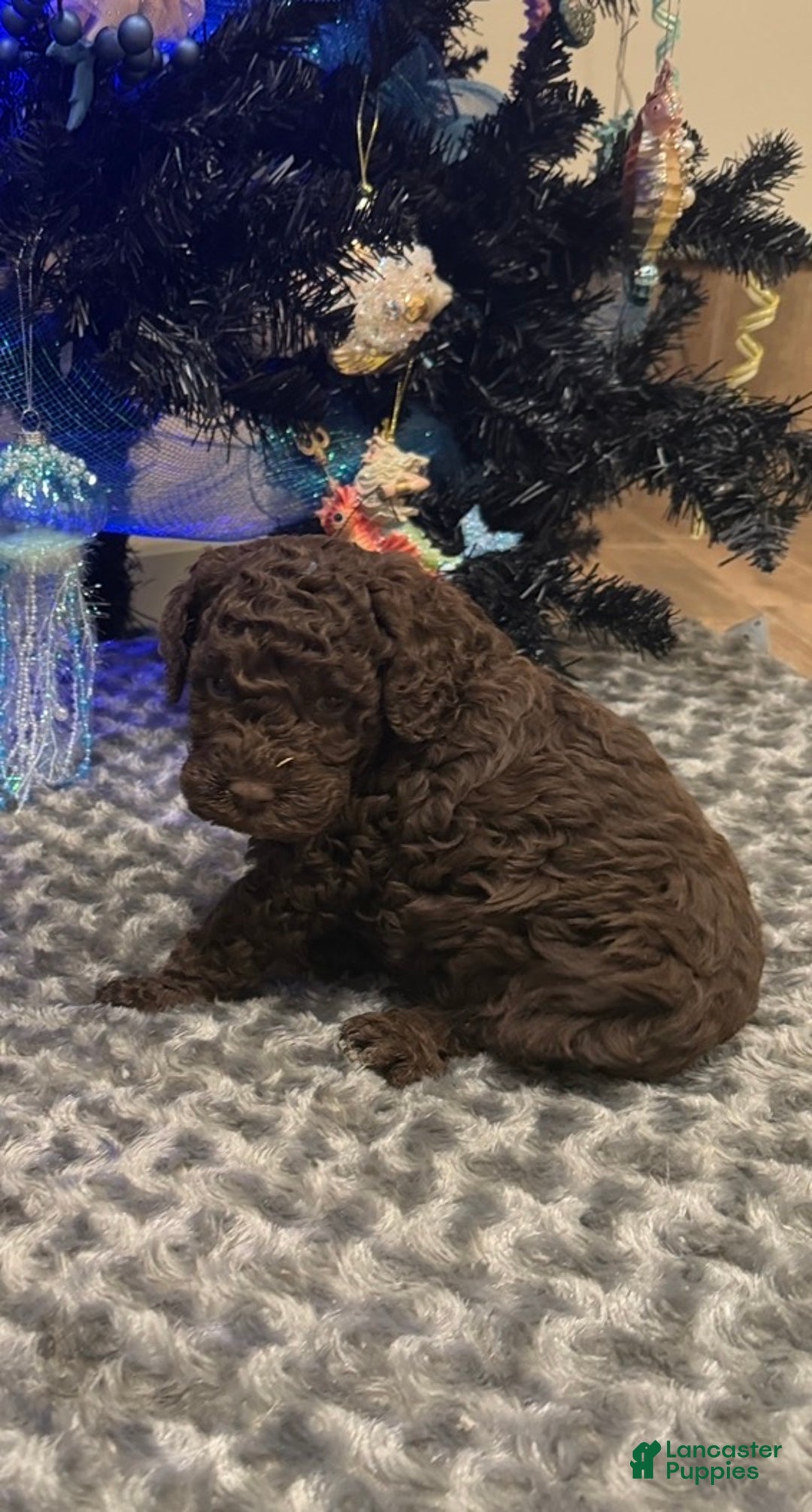 Labradoodle dogs for sale: Labradoodle Puppy 3 - Ad 2
