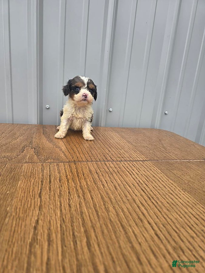 Cavapoo dogs Betsy - Ad 1