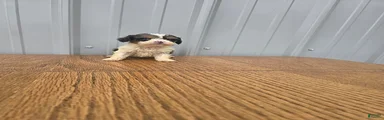 Betsy