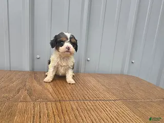 Cavapoo dogs for sale: Betsy - Ad 2