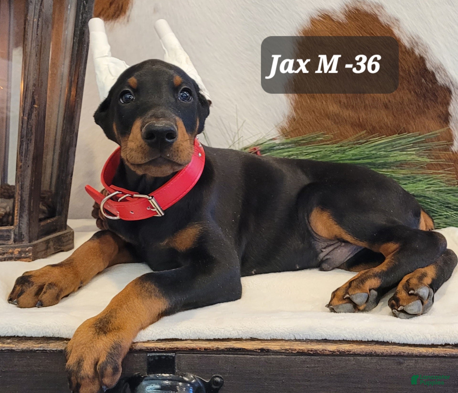 Doberman Pinscher dogs JAX - Ad 2