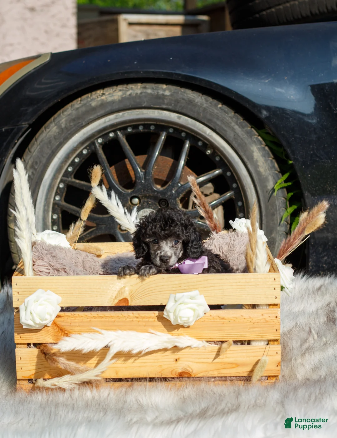 Toy Poodle dogs for sale: Toy Poodle Puppy 3 - Ad 2