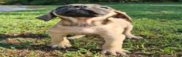 English Mastiff dogs for sale: English Mastiff Eve - Ad 9