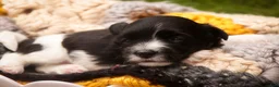 Havanese dogs for sale: Apollo Havanese  - Ad 6