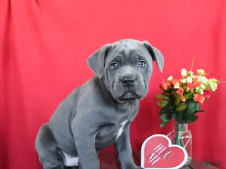 Cane Corso dogs Pete - Ad 24