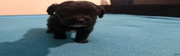 Mixed Breed dogs for sale: 3 Mixed Breed male color black and white on the chest and neck and mouth  - Ad 2