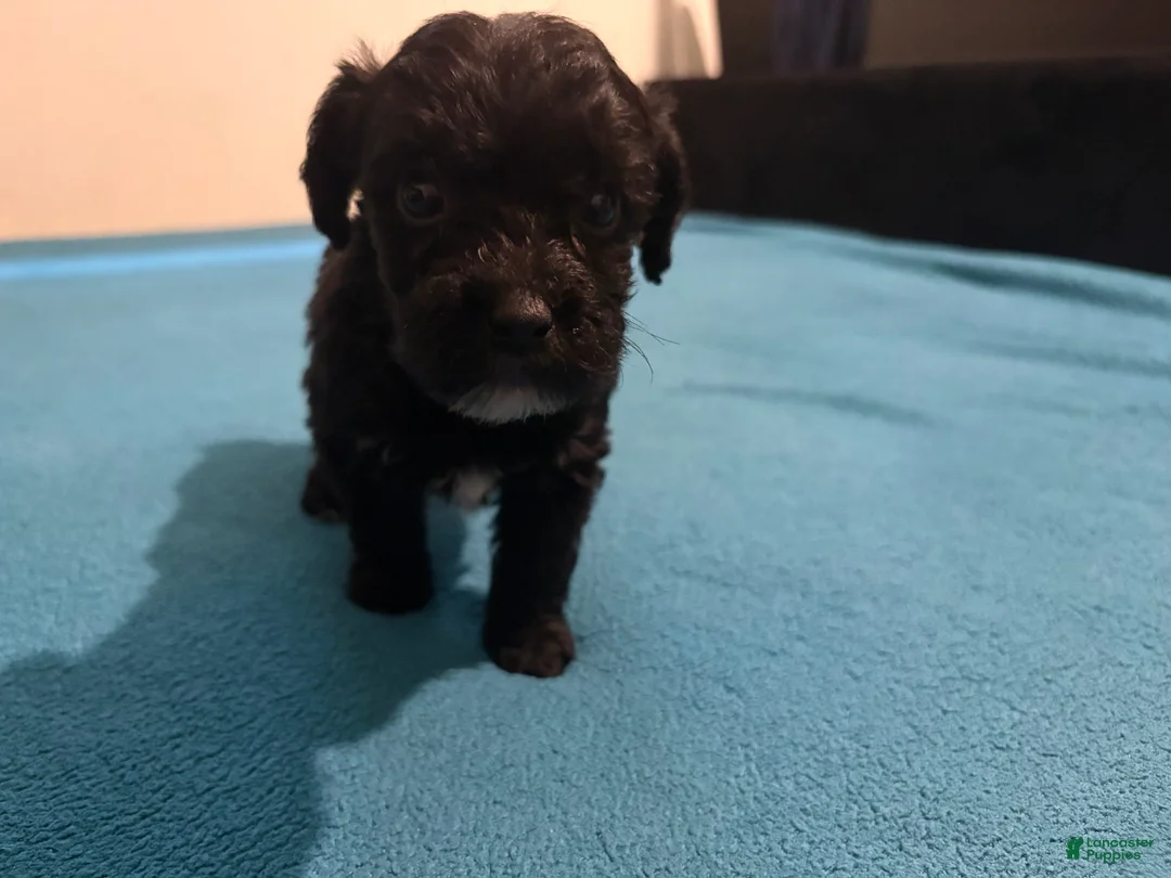 Mixed Breed dogs for sale: 3 Mixed Breed male color black and white on the chest and neck and mouth  - Ad 2