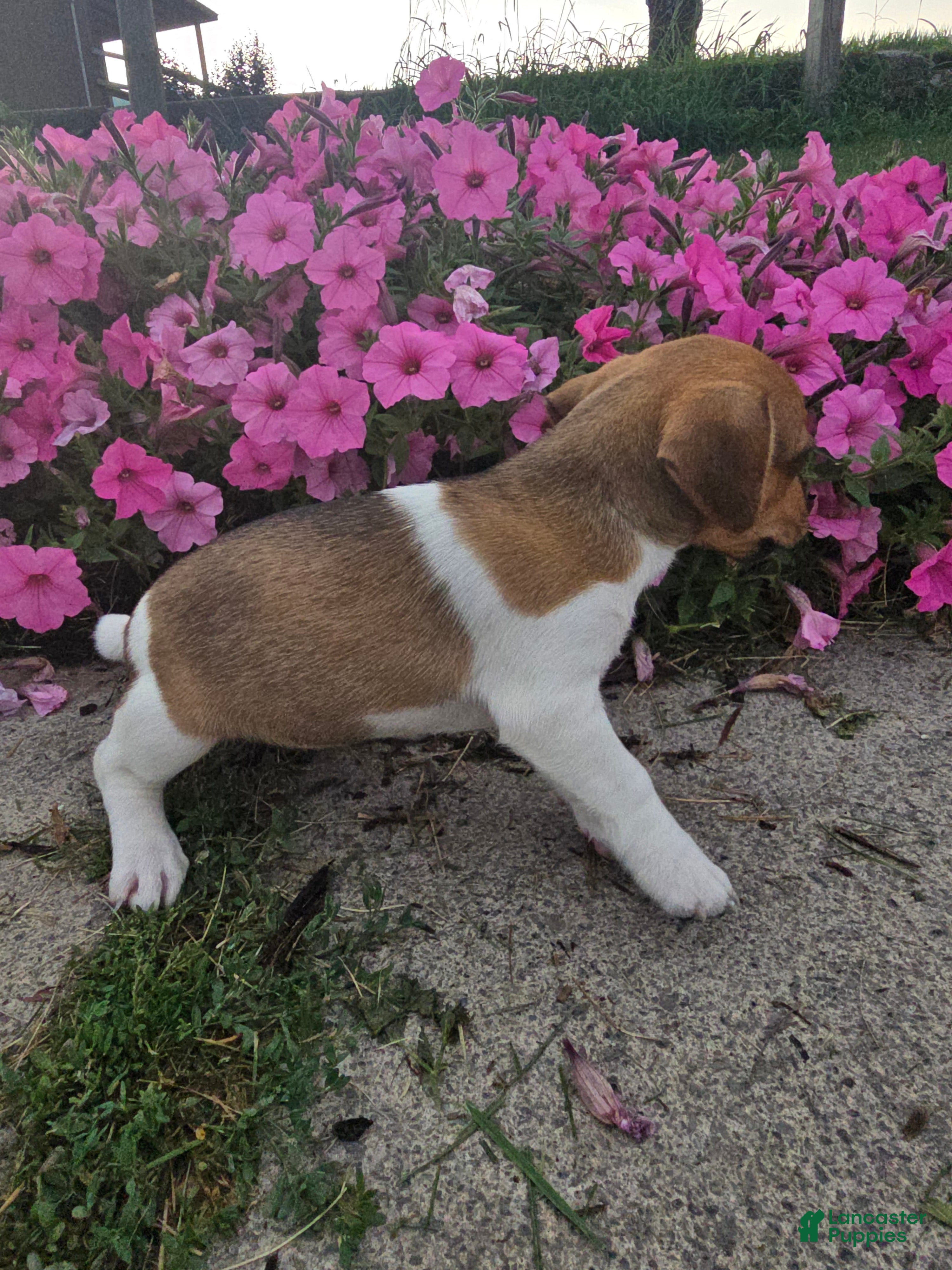 Jack Russell Terrier dogs Pearl - Ad 2