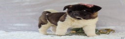 Akita dogs for sale: Rosa - Ad 20