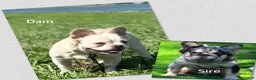 French Bulldog dogs for sale: Harlem - Ad 4