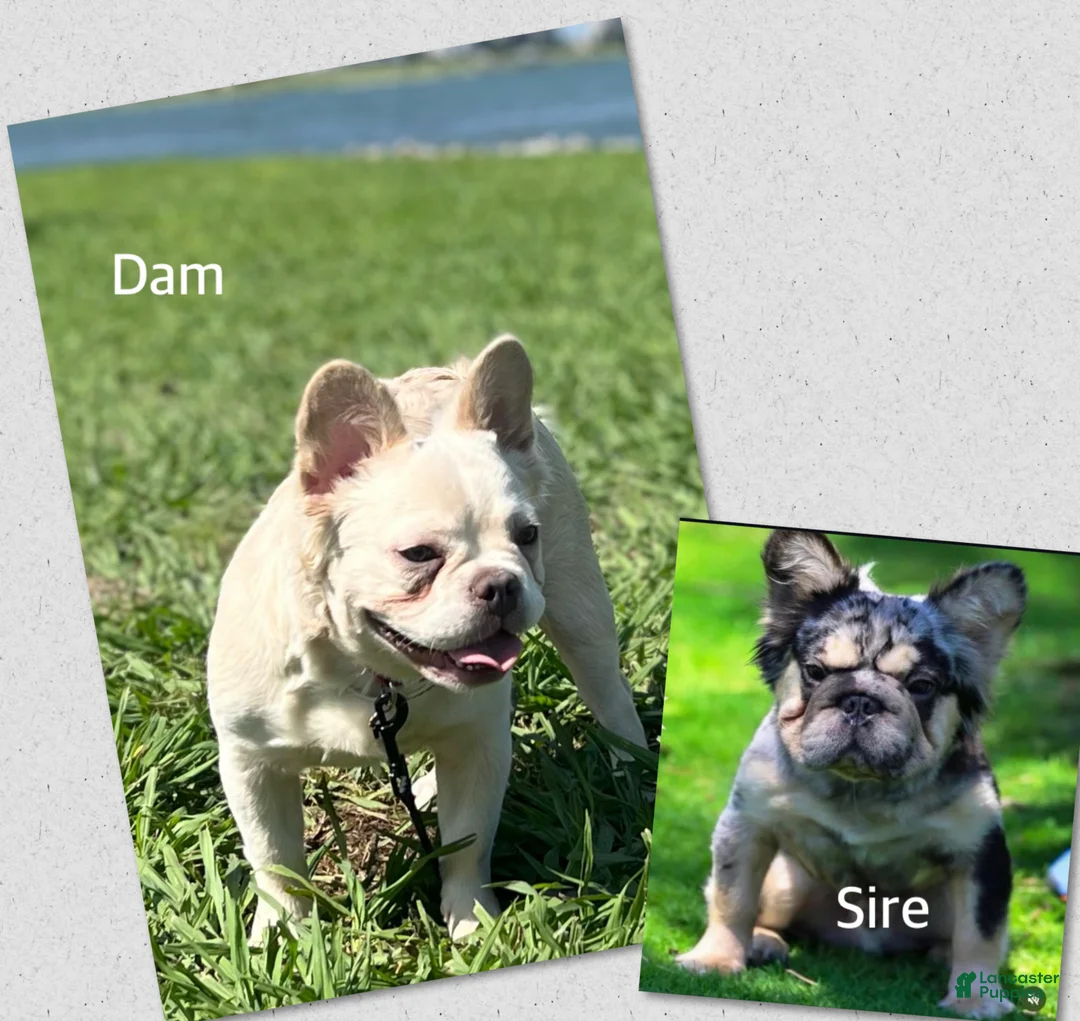French Bulldog dogs for sale: Wham  - Ad 6