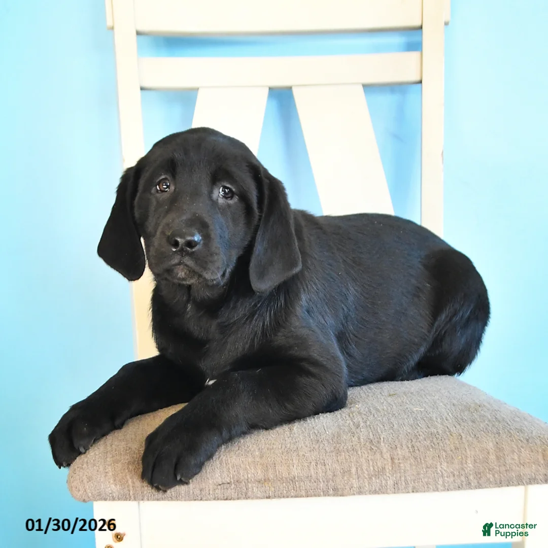 Labrador Retriever dogs for sale: Pansy - Ad 3