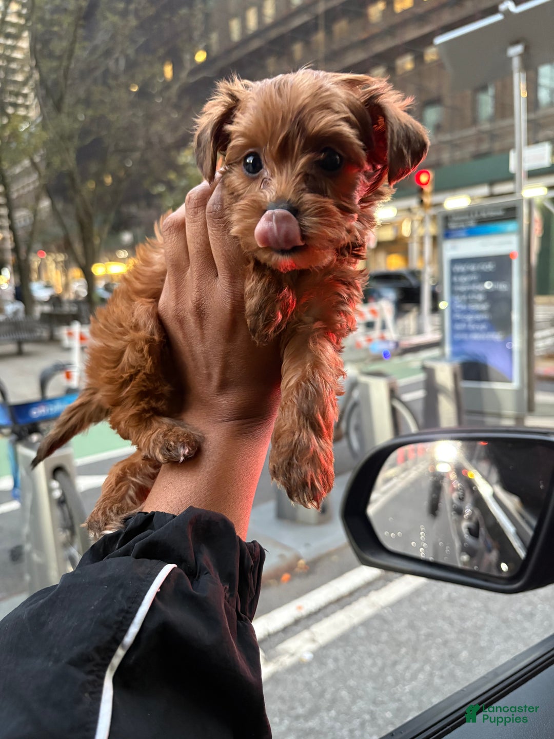 Yorkiepoo dogs for sale: TEACUP ONYX - Ad 4