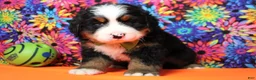 Bernese Mountain Dog dogs for sale: Murphy  - Ad 6
