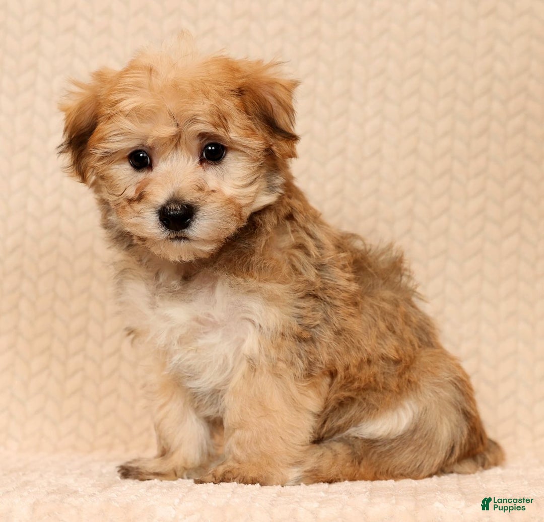 Yochon dogs for sale: Benji - Ad 2