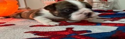 English Bulldog dogs for sale: English Bulldog Puppy 4 - Ad 4