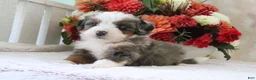 Mini Bernedoodle dogs for sale: Tommy - Ad 1